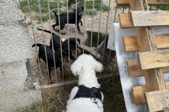 IMG_0458 IMG_0458