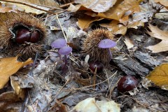 IMG_8637 IMG_8637