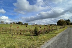 IMG_8666 IMG_8666