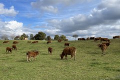 IMG_8667 IMG_8667