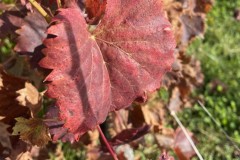 IMG_8697 IMG_8697